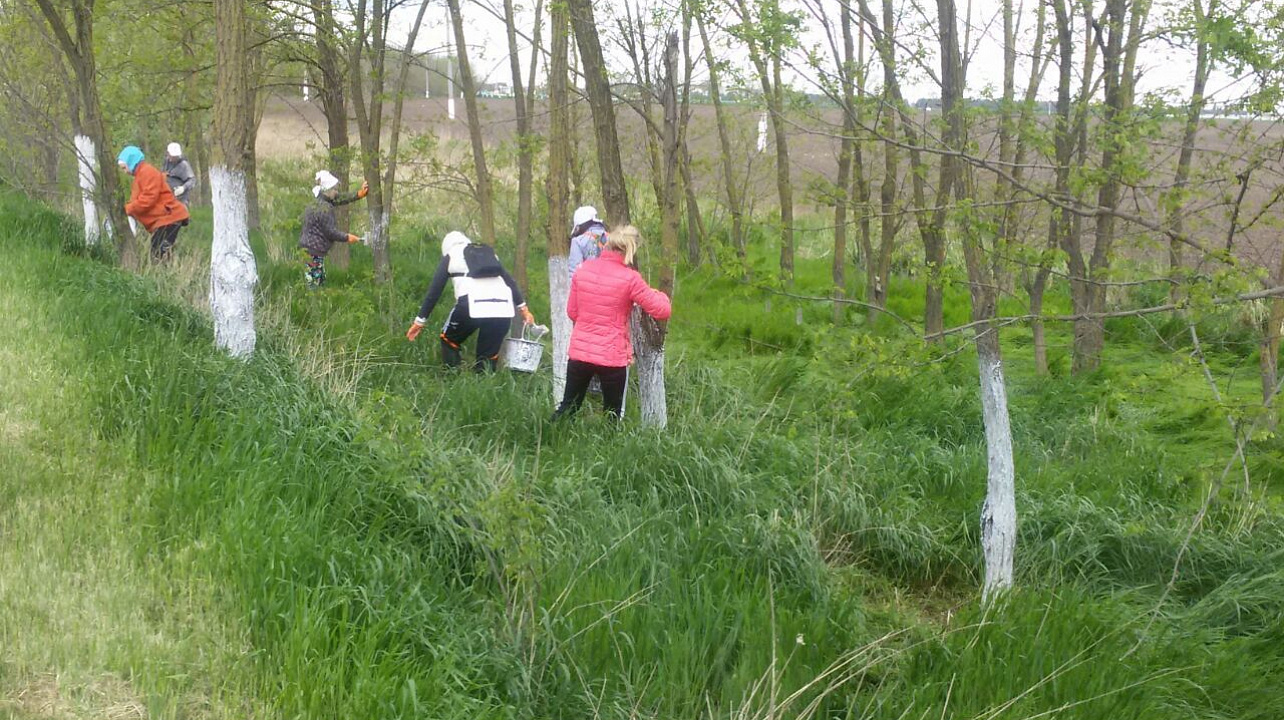 Елизаветинцы побелили деревья вдоль трассы Краснодар-Кропоткин