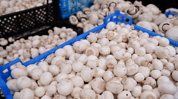 Грибы, тыквы, баклажаны и другие плоды будут представлены на ярмарках выходного дня в Краснодаре