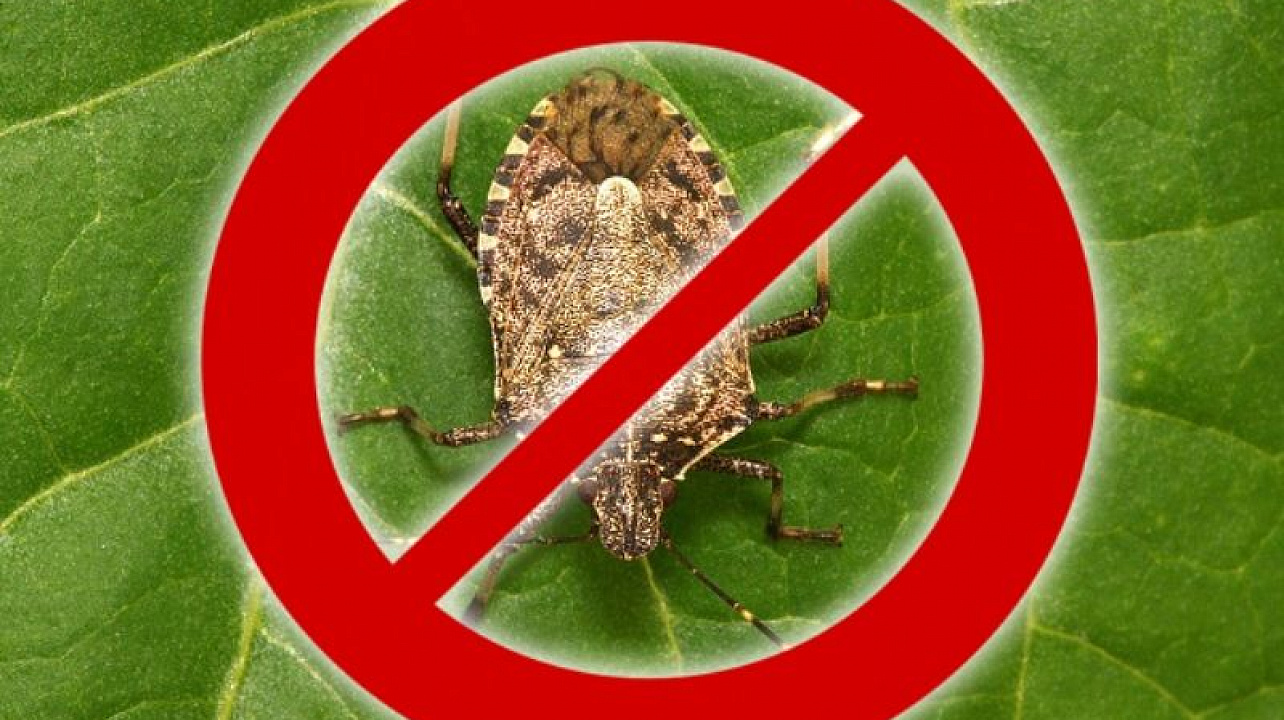 Мраморный клоп.jpg