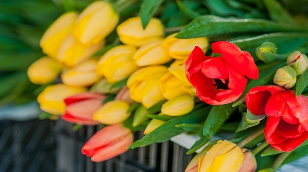 В преддверии Международного женского дня в Краснодаре заработают 53 дополнительных точки продажи цветов