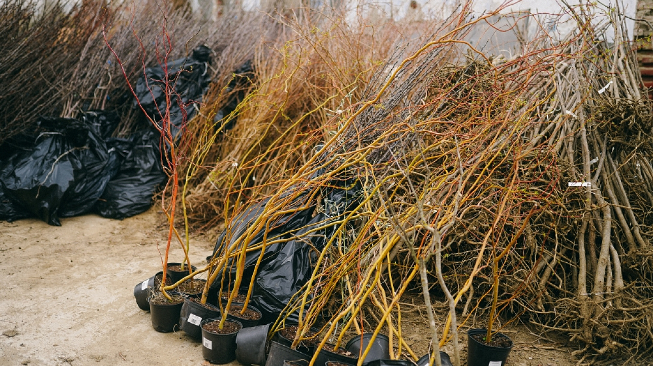 Фото: Дарья Паращенко