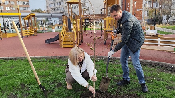 По поручению главы Краснодара в сквере Российском и на ул. Парижской высадили более 40 платанов 