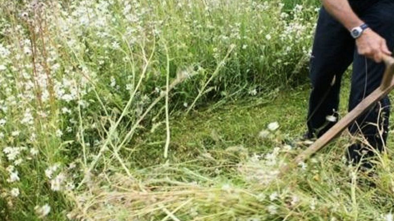 Актив ТОСов поселка Индустриального помог в уборке амброзии на территории кладбища