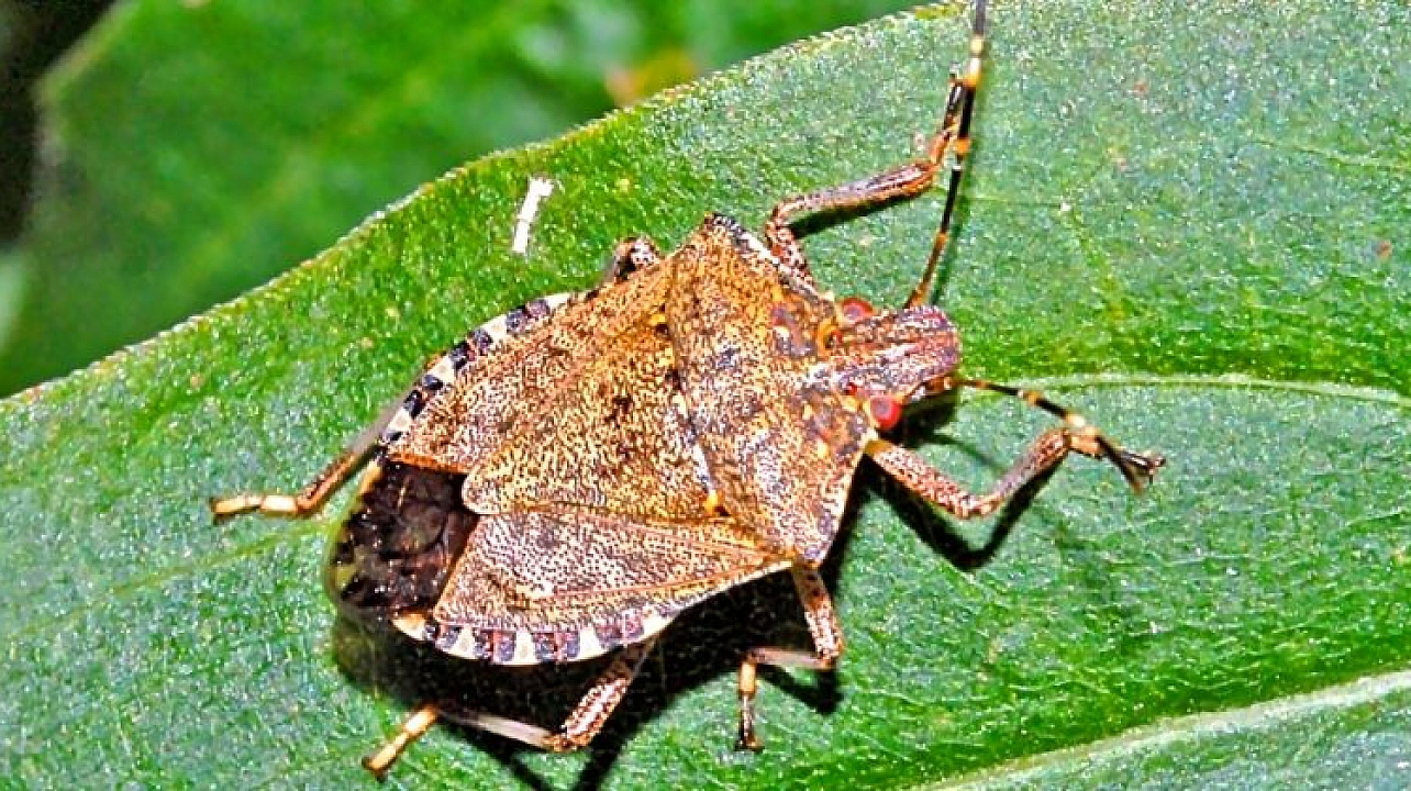 Администрация Центрального округа предупреждает: в Краснодаре выявлен опасный вредитель – коричнево-мраморный клоп