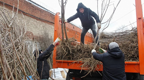 За время весеннего этапа акции «Краснодар — 10 тысяч деревьев» горожанам раздали свыше 12 тысяч саженцев