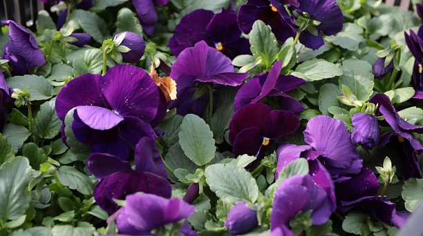 В Краснодаре до конца осени высадят 250 тысяч виол, тюльпанов и крокусов