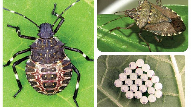 Администрация Западного округа напоминает о необходимости принимать меры против распространения мраморного клопа