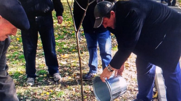 В сквере «Майский» на ул. Совхозной высадили липы