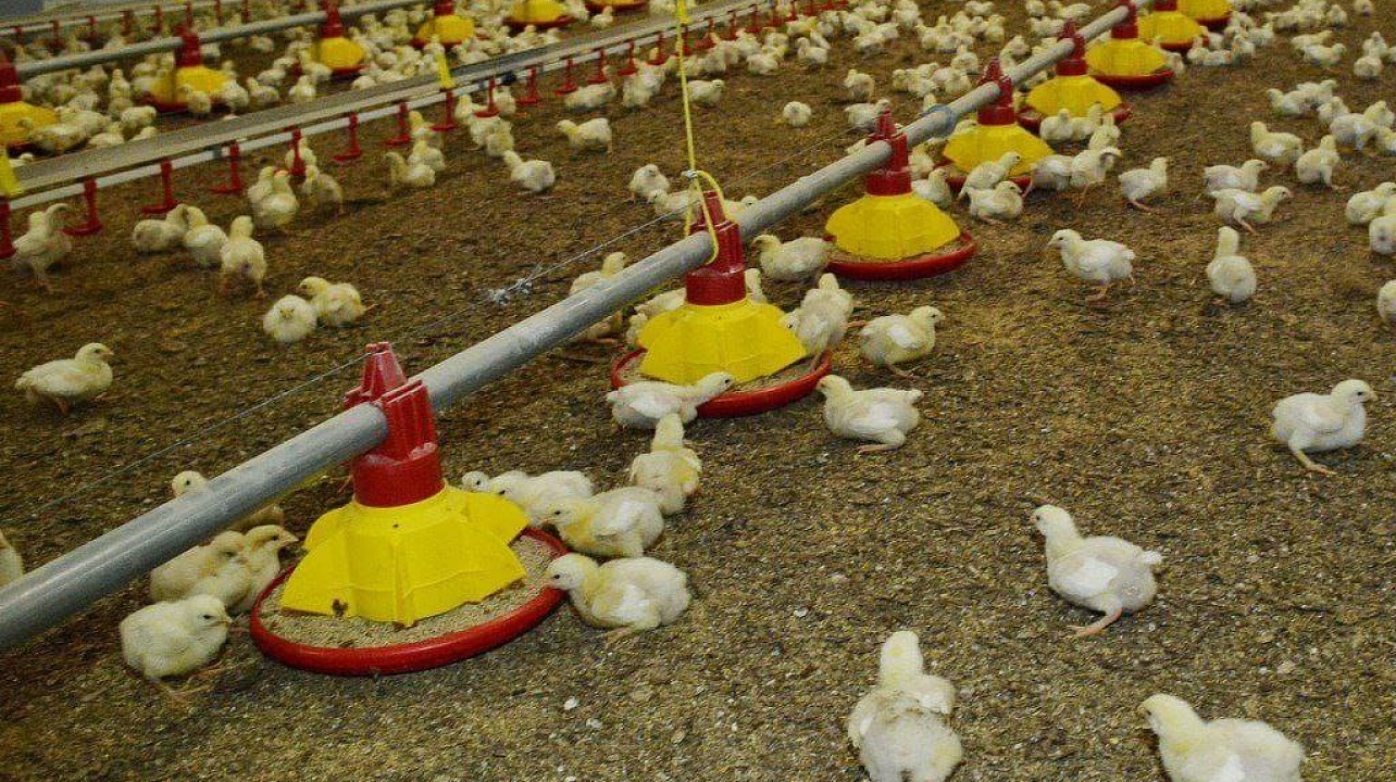 Фото: Пресс-служба администрации Краснодара