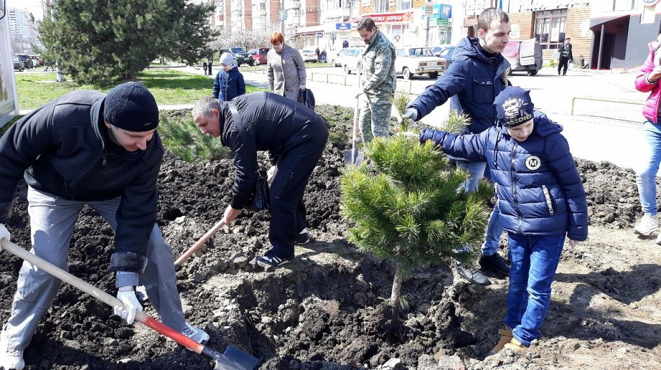 В Юбилейном микрорайоне высажены новые деревья