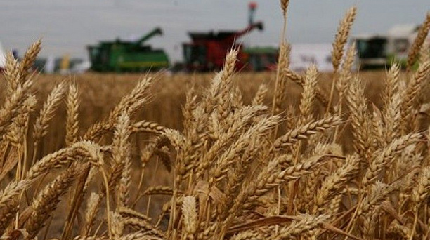 Краснодар примет участие во Всероссийской сельскохозяйственной переписи