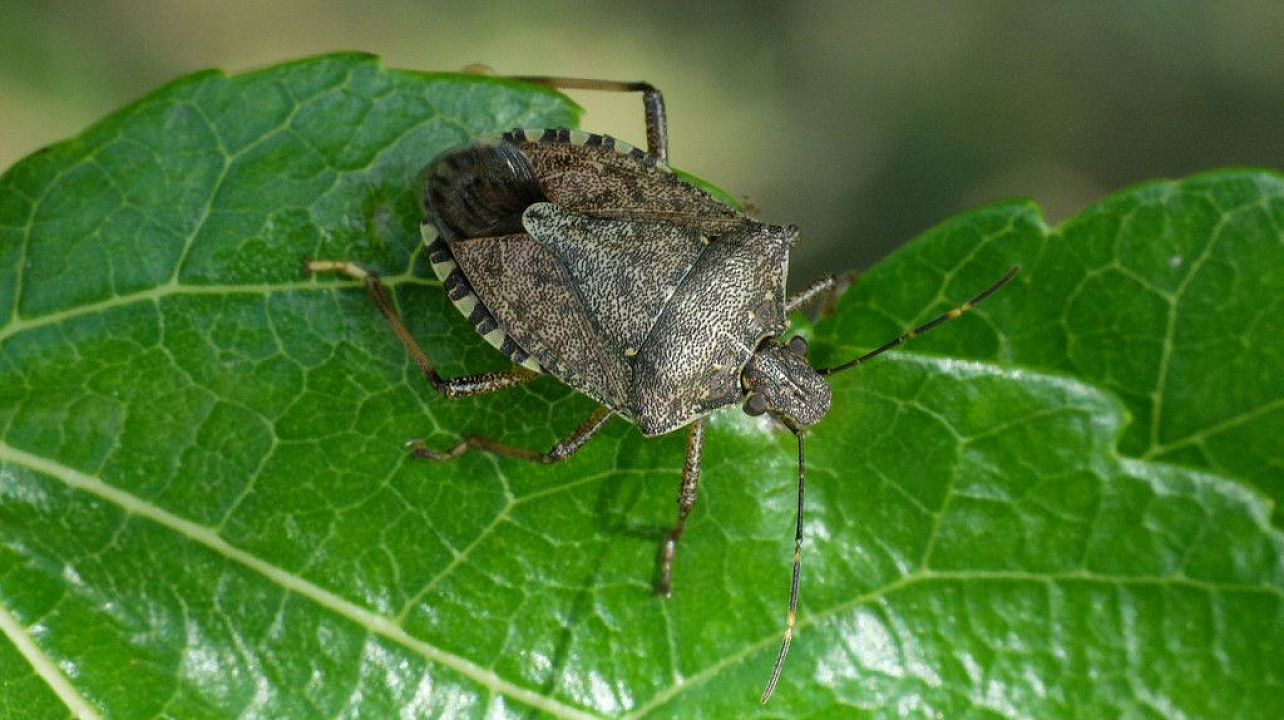 ВНИМАНИЮ РУКОВОДИТЕЛЕЙ СЕЛЬХОЗПРЕДПРИЯТИЙ, ФЕРМЕРОВ, САДОВОДОВ, ВЛАДЕЛЬЦЕВ ЛИЧНЫХ ПОДСОБНЫХ ХОЗЯЙСТВ!