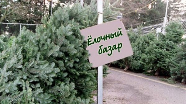 В Краснодаре во многих микрорайонах города откроются елочные базары