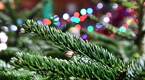 В Краснодаре принимают новогодние деревья на экологичную переработку