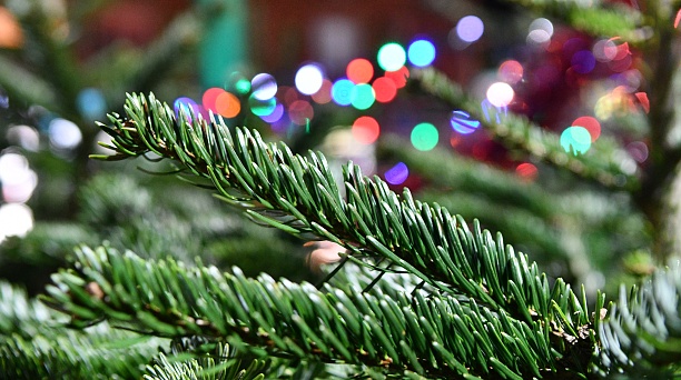 В Краснодаре принимают новогодние деревья на экологичную переработку