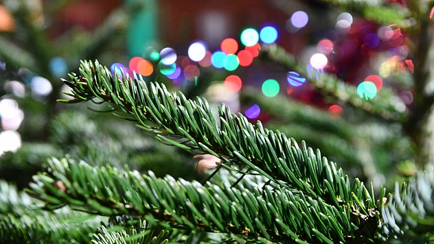 В Краснодаре принимают новогодние деревья на экологичную переработку