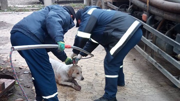 Краснодарские спасатели помогли собаке выбраться из канализации