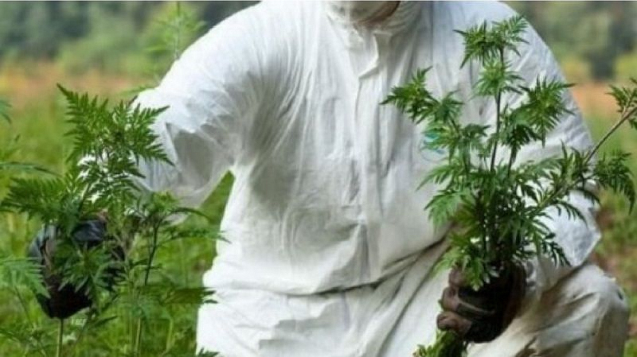 В Центральном округе полным ходом идет борьба с сорной растительностью