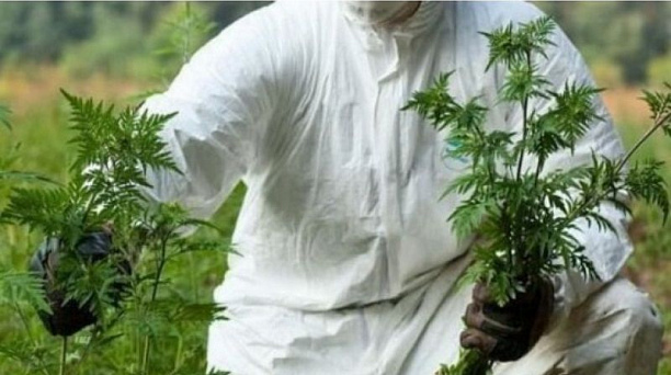 В Центральном округе полным ходом идет борьба с сорной растительностью