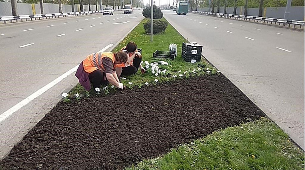 Осенью в Краснодаре высадят 200 тысяч цветов