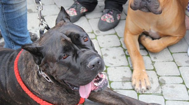 В Краснодаре впервые прошел праздник домашних животных
