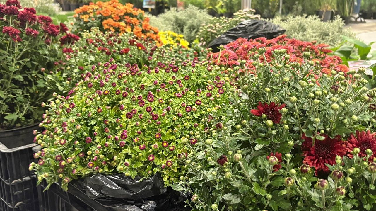 Фото: пресс-служба администрации Краснодара