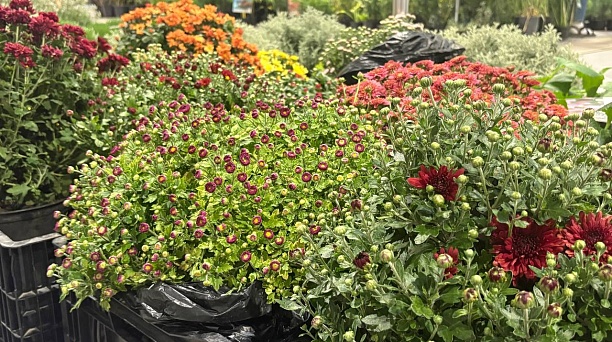 В Краснодаре пройдёт ярмарка для садоводов «Осень на даче»