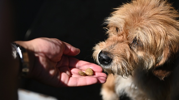 Просторные вольеры, заботливые специалисты и вкусный корм: как работает муниципальный приют для собак в Краснодаре