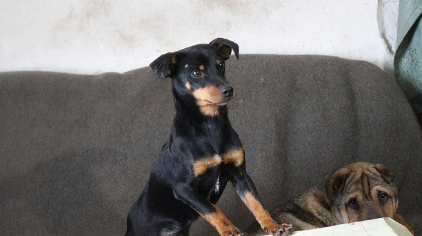 В Краснодаре под приют для животных определен участок в пос. Берёзовом