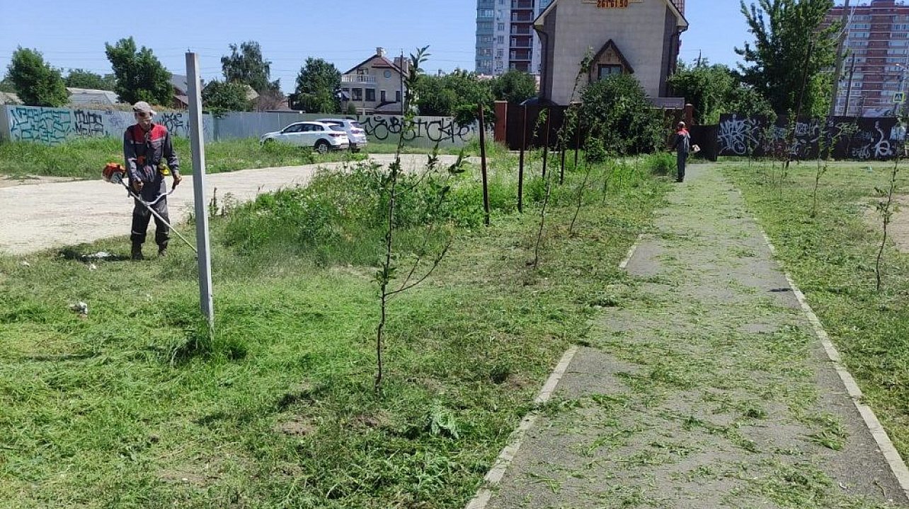 Краснодар_ЗВО_амброзия (4).jpeg