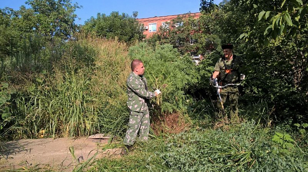 На борьбу с амброзией