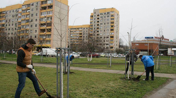 В Прикубанском округе с начала санитарного двухмесячника высажено около тысячи деревьев