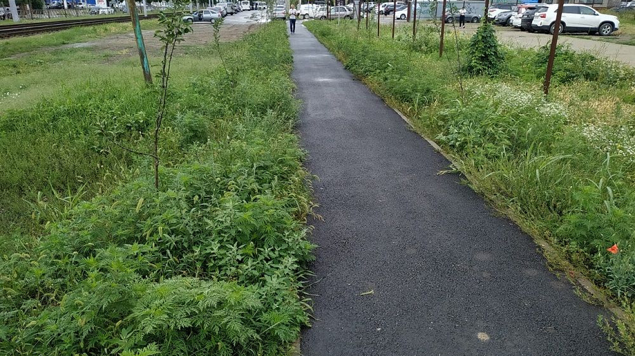 Краснодар_ЗВО_амброзия (2).jpeg