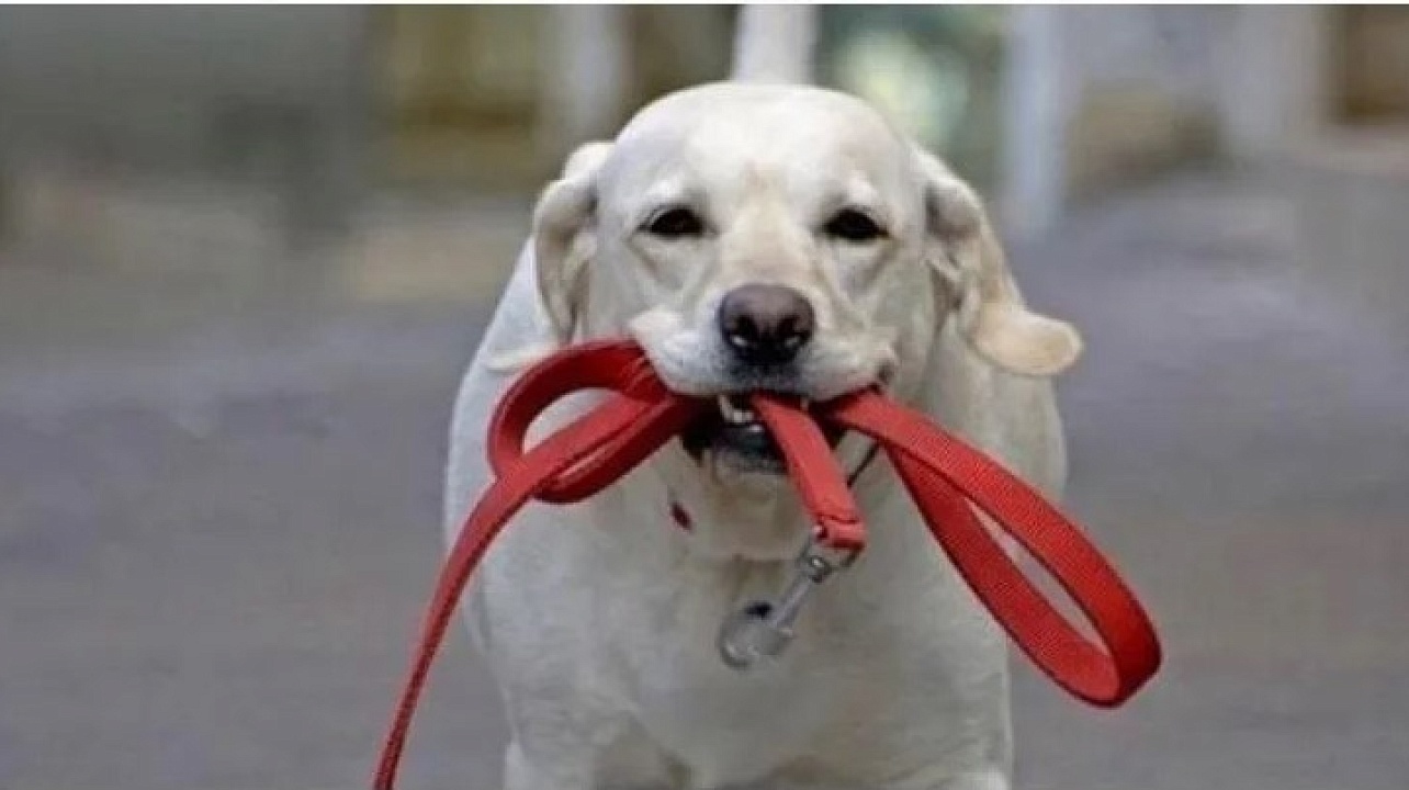 Памятка для владельцев домашних животных