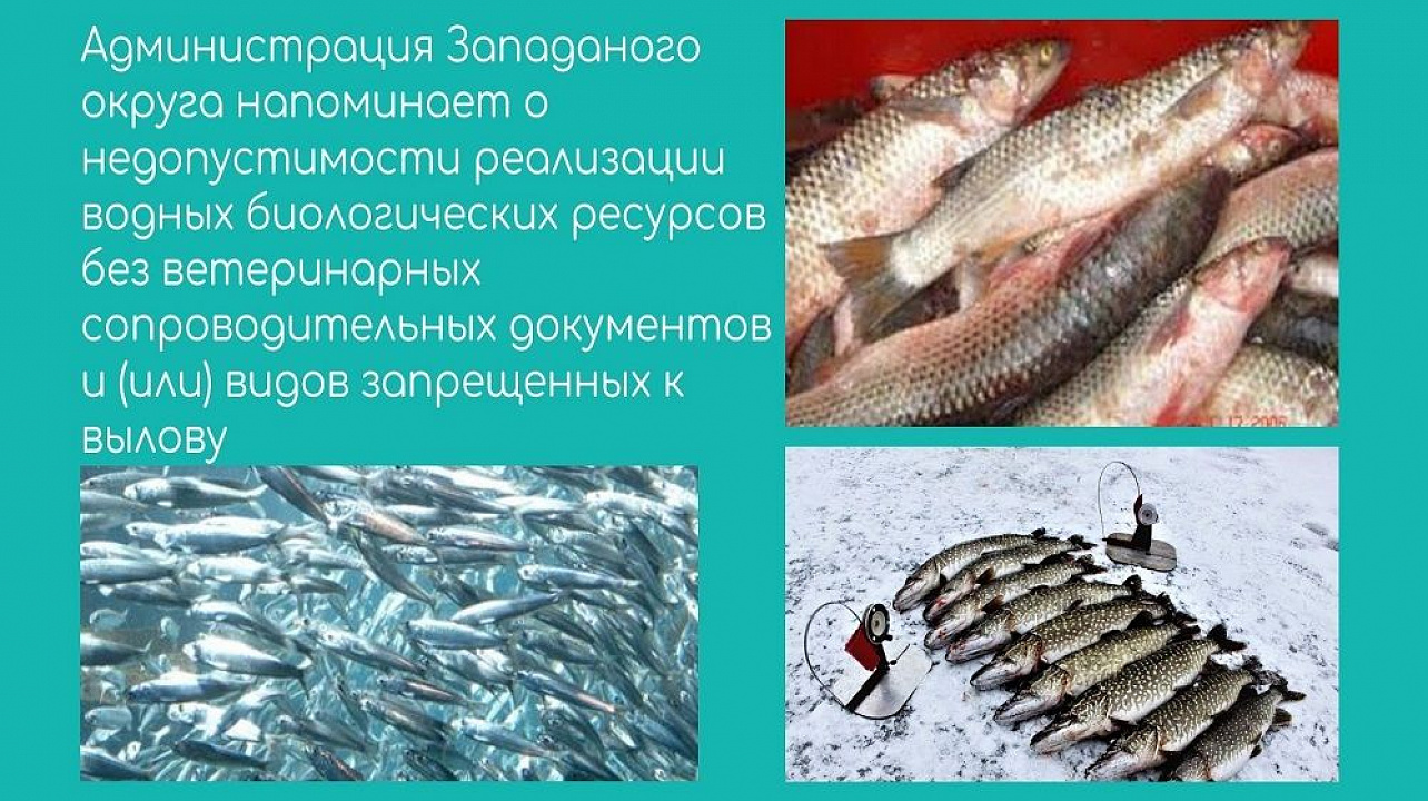 Администрация Западаного округа напоминает о недопустимости реализации водных биологических ресурсов без ветеринарных сопроводительных документов и (или) видов запрещенных к вылову.jpg