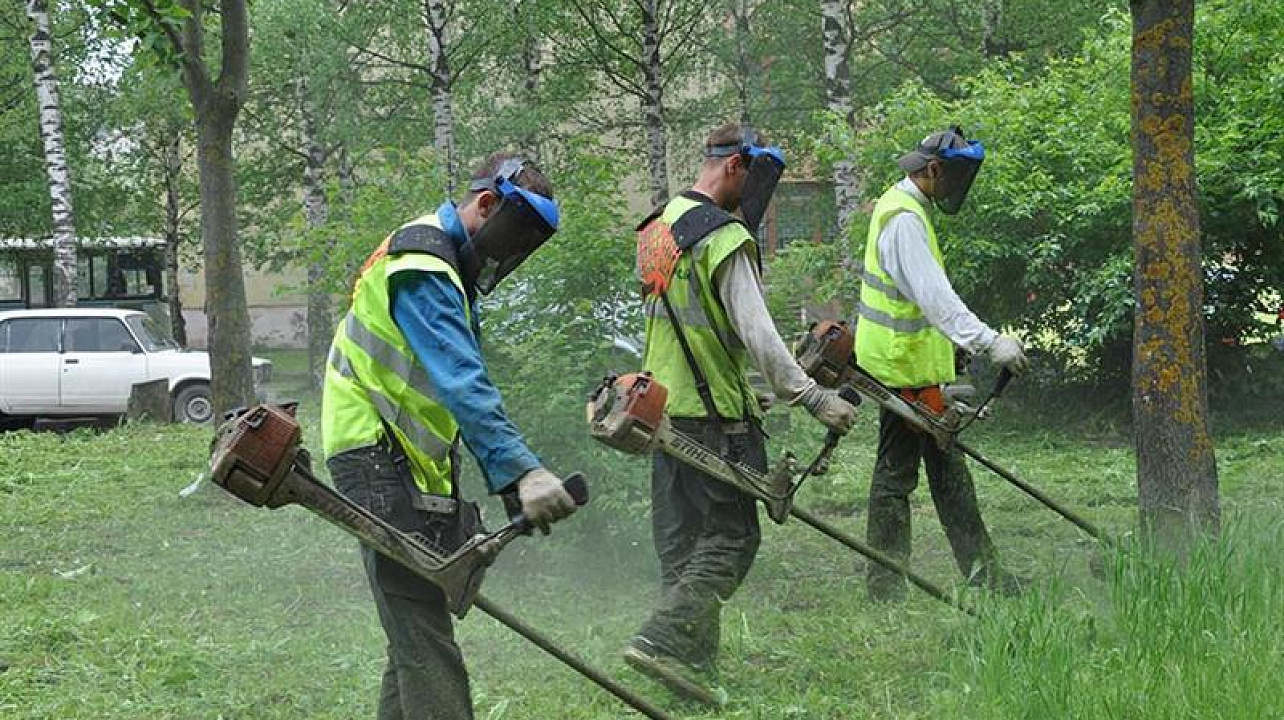 В Центральном округе идет активная борьба с амброзией