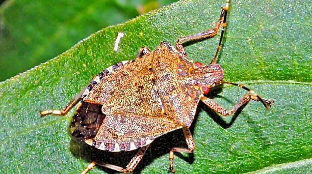 Администрация Центрального округа предупреждает: в Краснодаре выявлен опасный вредитель – коричнево-мраморный клоп