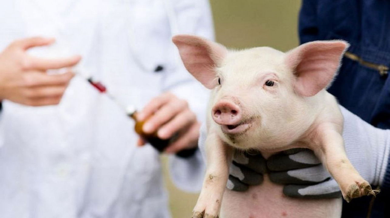 чума свиней.jpeg