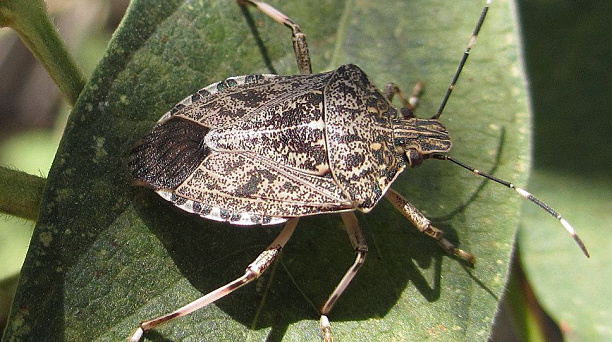 ВНИМАНИЕ: Коричнево-мраморный клоп опасный карантинный вредитель