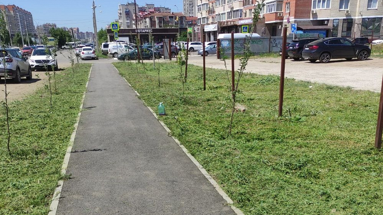 Краснодар_ЗВО_амброзия (6).jpeg