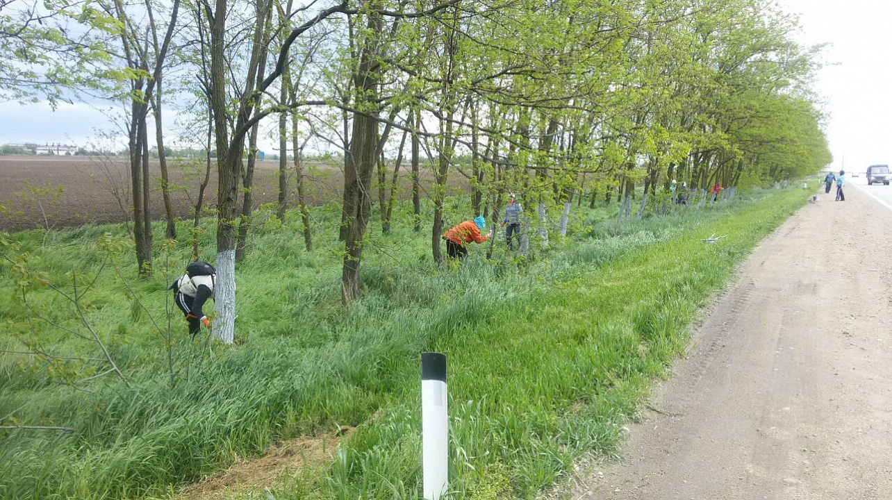 Елизаветинцы побелили деревья вдоль трассы Краснодар-Кропоткин