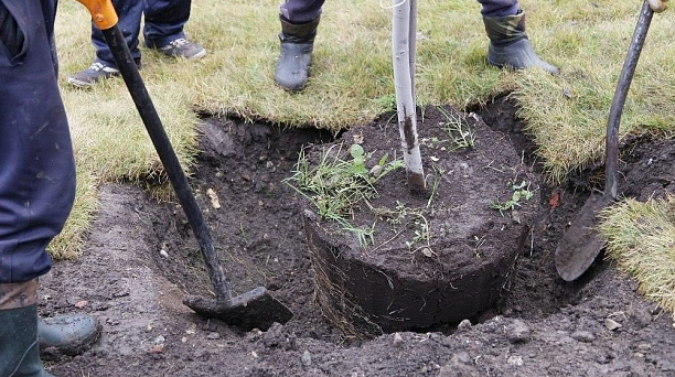 Осенью в Краснодаре высадят 12 тысяч деревьев
