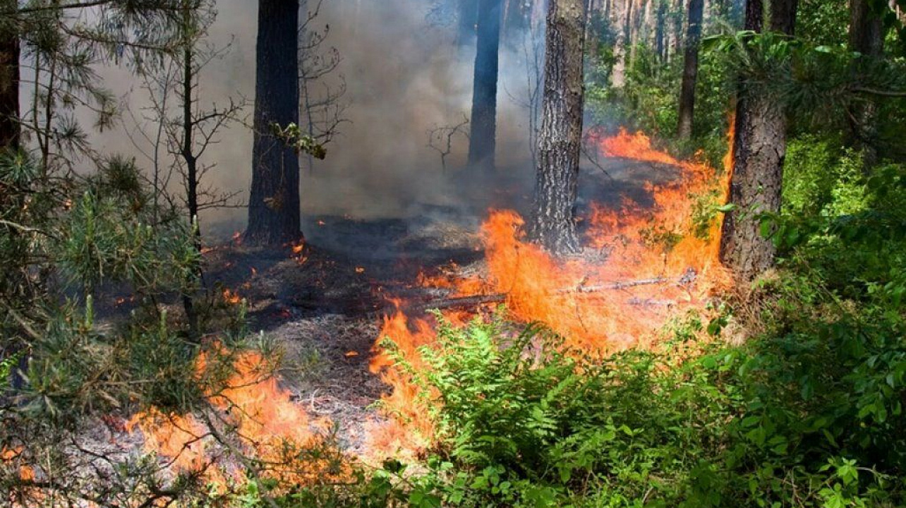 пожар в лесу.jpg