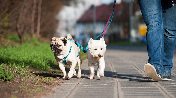 Памятка для владельцев домашних животных в Краснодарском крае