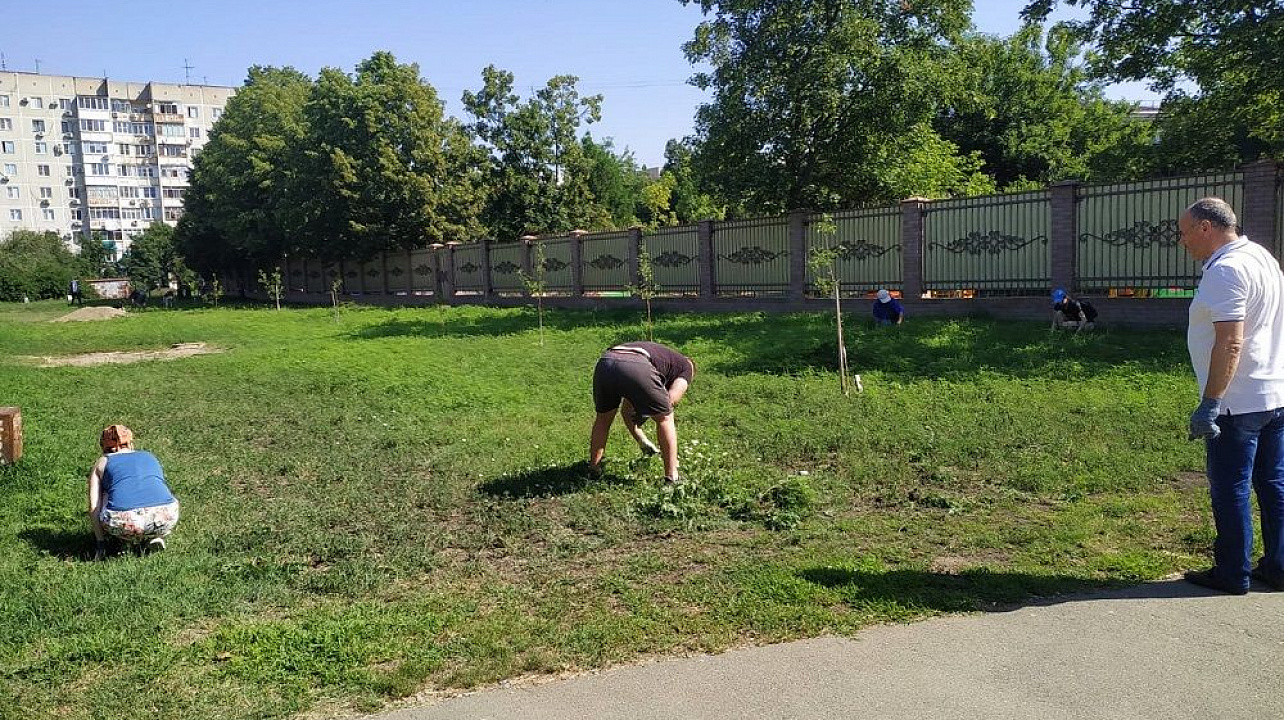 Краснодар_ЗВО_амброзия (9).jpeg