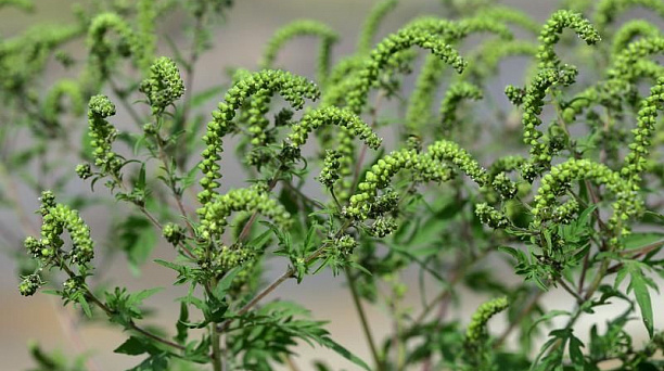 В Краснодаре пройдут субботники по расчистке от сорной растительности городских кладбищ