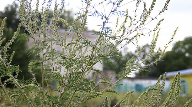 За нескошенную амброзию будут привлечены к ответственности владельцы земельных участков в Краснодаре