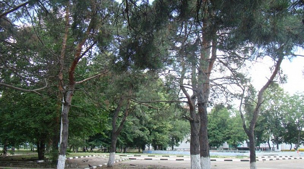 Десять новых скверов и парков появилось в Карасунском округе