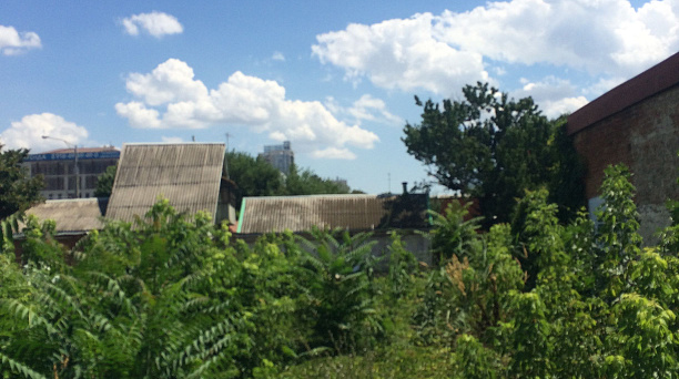 В Западном округе продолжается борьба с амброзией и другой сорной растительностью