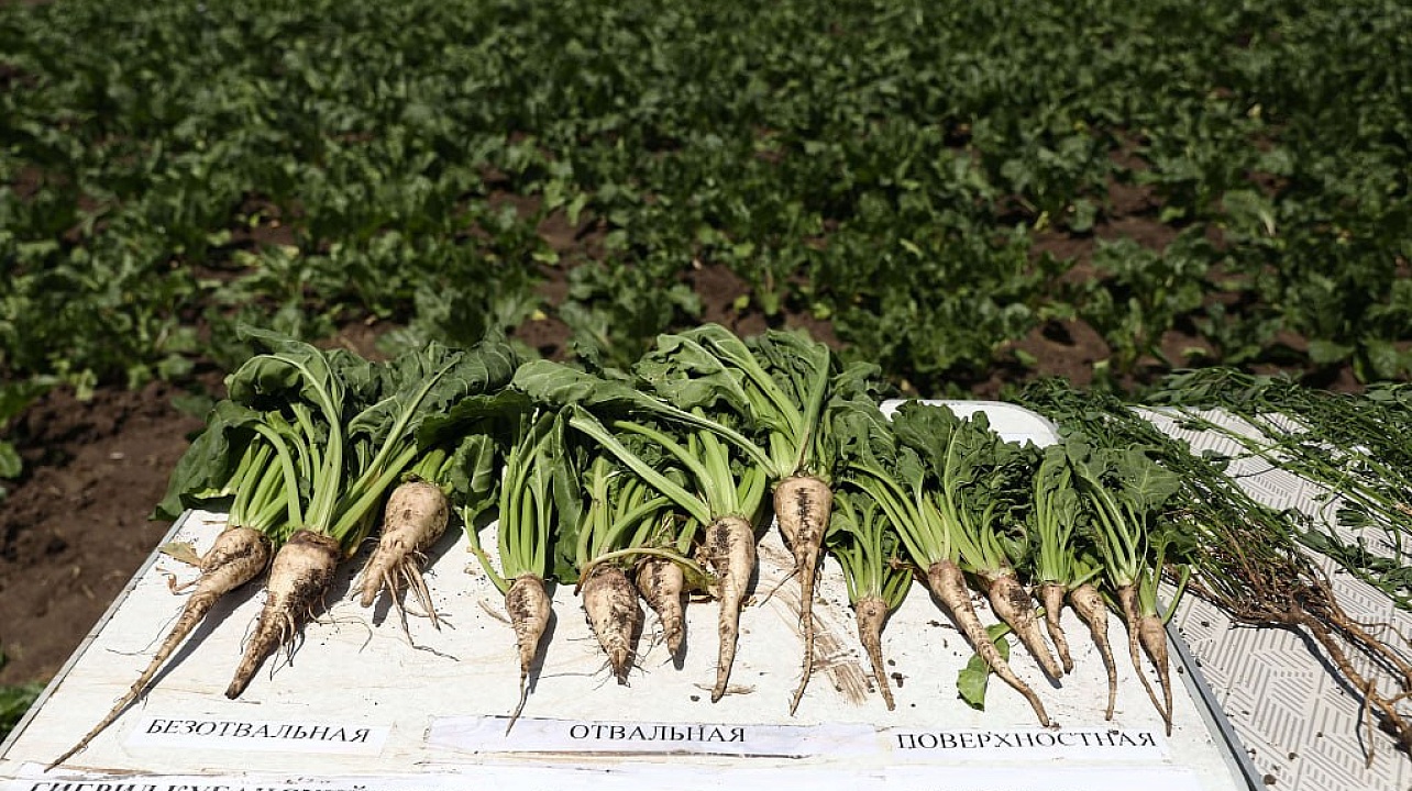 Фото: Пресс-служба администрации Краснодара